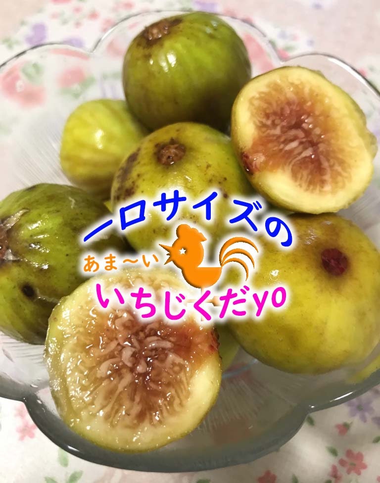 旬の果物 シュガーイチジク って知っていますか 小粒で甘く皮ごと食べれる無花果なんです Takaroggokko